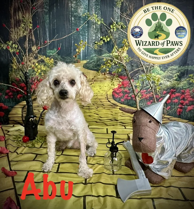 An adult small-sized male White / Cream Poodle (Toy) dog named Abu for adoption in Arcadia, FL
