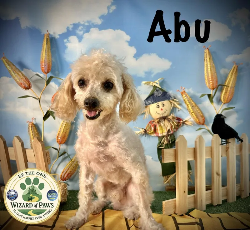 Abu thumbnail 2