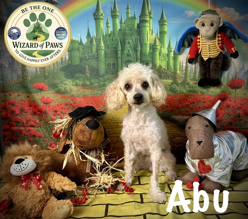 Abu thumbnail 3