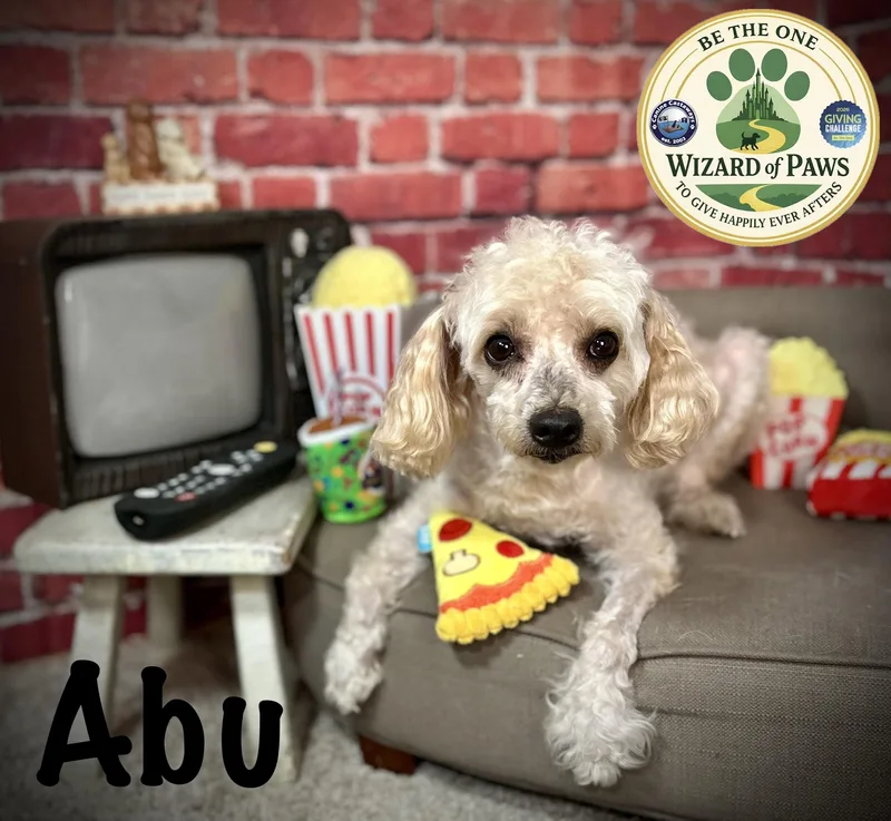 Abu thumbnail 4