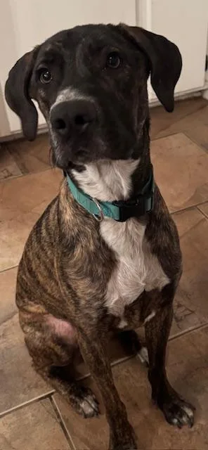 Shadow Ridgewood Grace