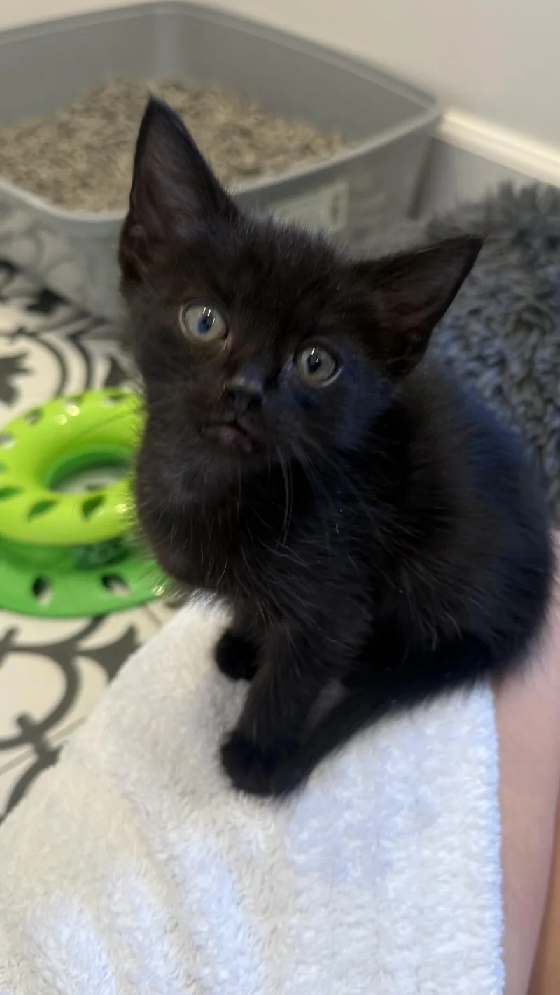 A baby medium-sized male Black Domestic Short Hair cat named Vader for adoption in Pacific Palisades, CA