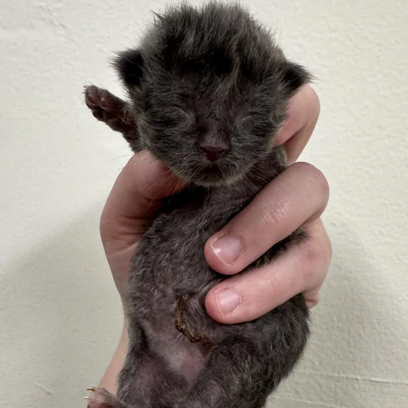A baby small-sized male Gray / Blue / Silver Domestic Short Hair cat named Hyuna for adoption in Warrensburg, MO