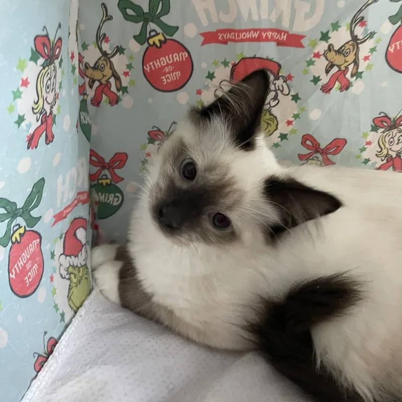 A baby medium-sized male Siamese cat named Salty for adoption in Youngsville, NC