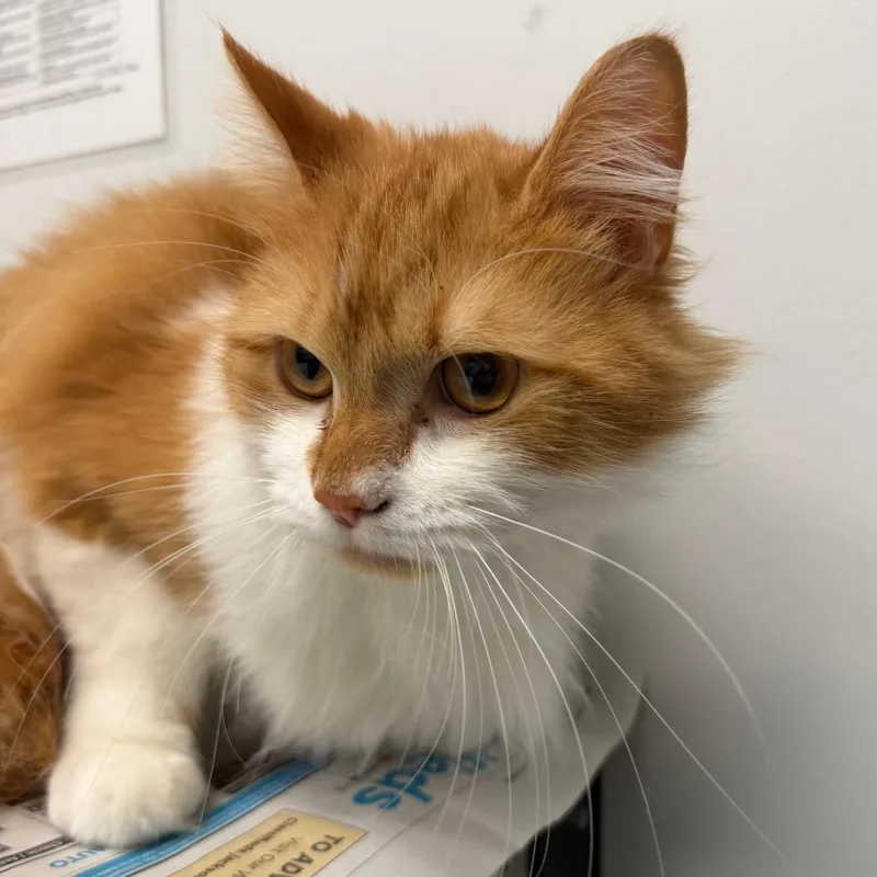 An adult large-sized male Domestic Short Hair cat named Zeke for adoption in Jacksonville, FL
