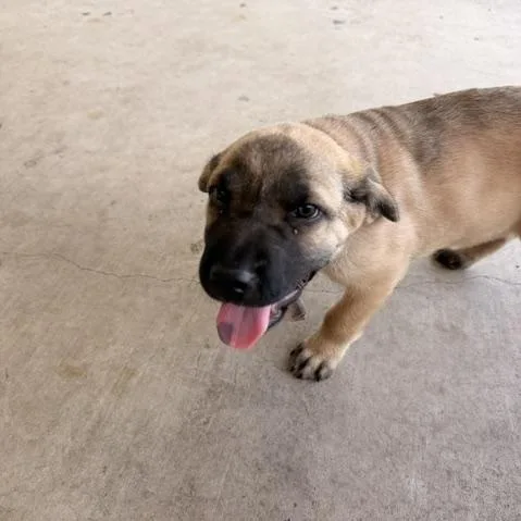 A baby large-sized female Apricot / Beige Mastiff dog named Ann for adoption in Quitman, TX