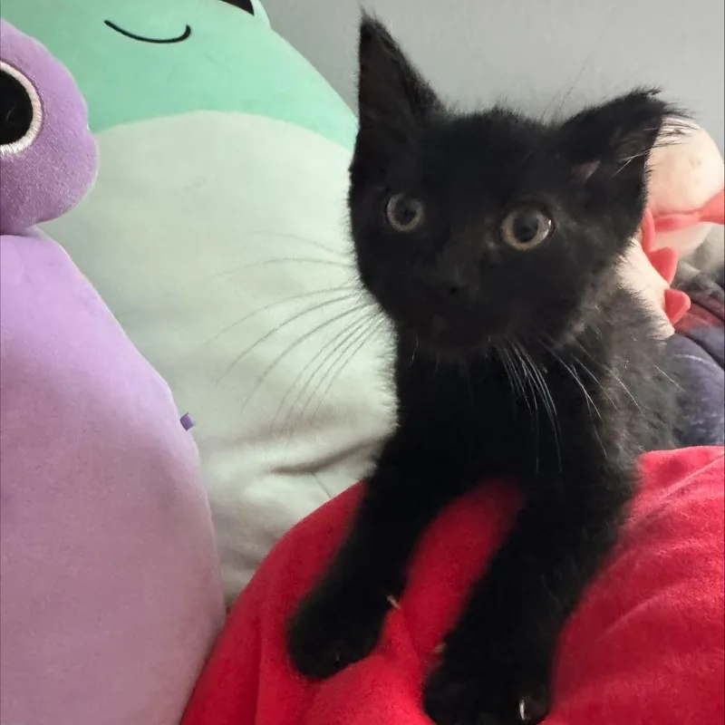 A baby small-sized male Black Domestic Short Hair cat named Ember for adoption in Edwardsville, IL