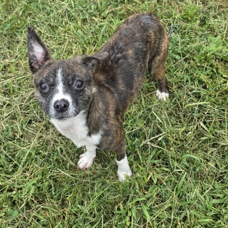 A senior small-sized male Chihuahua dog named Pistol Pete for adoption in Waynesboro, PA
