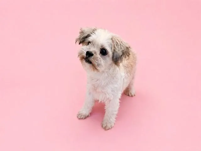 An adult small-sized female Maltese dog named Sweetie Pie for adoption in Miami, FL