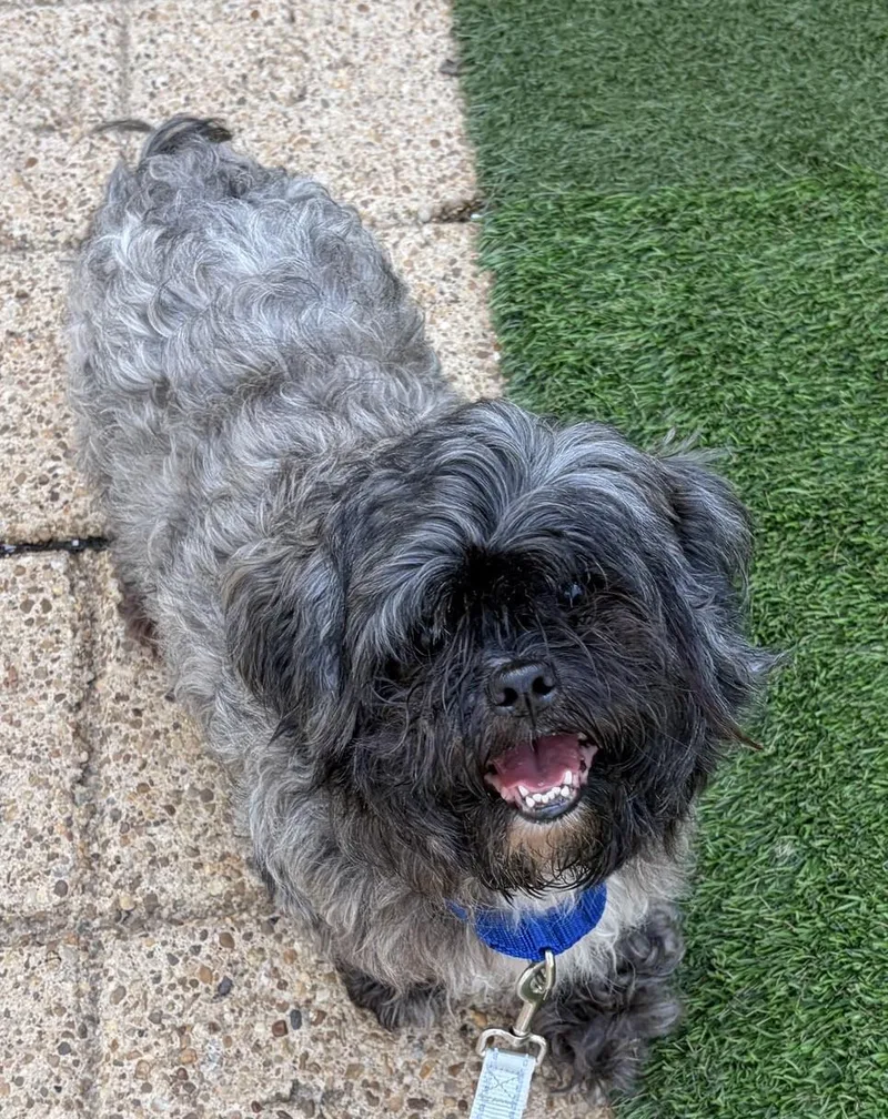 An adult medium-sized male Gray / Blue / Silver Mixed Breed dog named Milo for adoption in Alexandria, VA