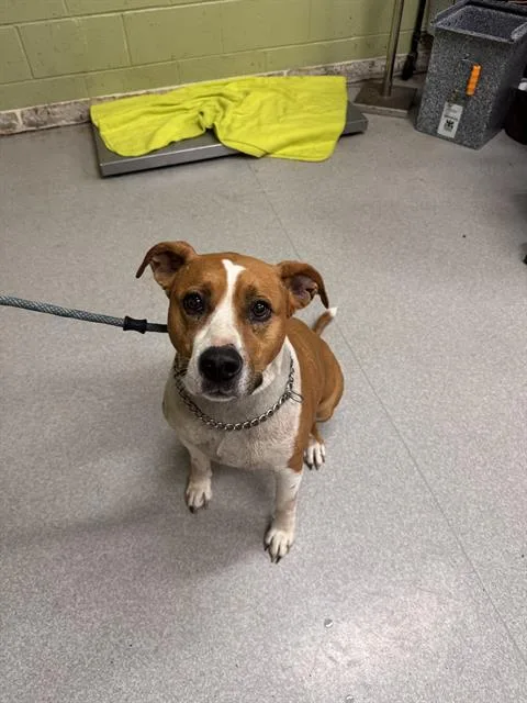 An adult large-sized female Pit Bull Terrier dog named Ellie May for adoption in Indianapolis, IN