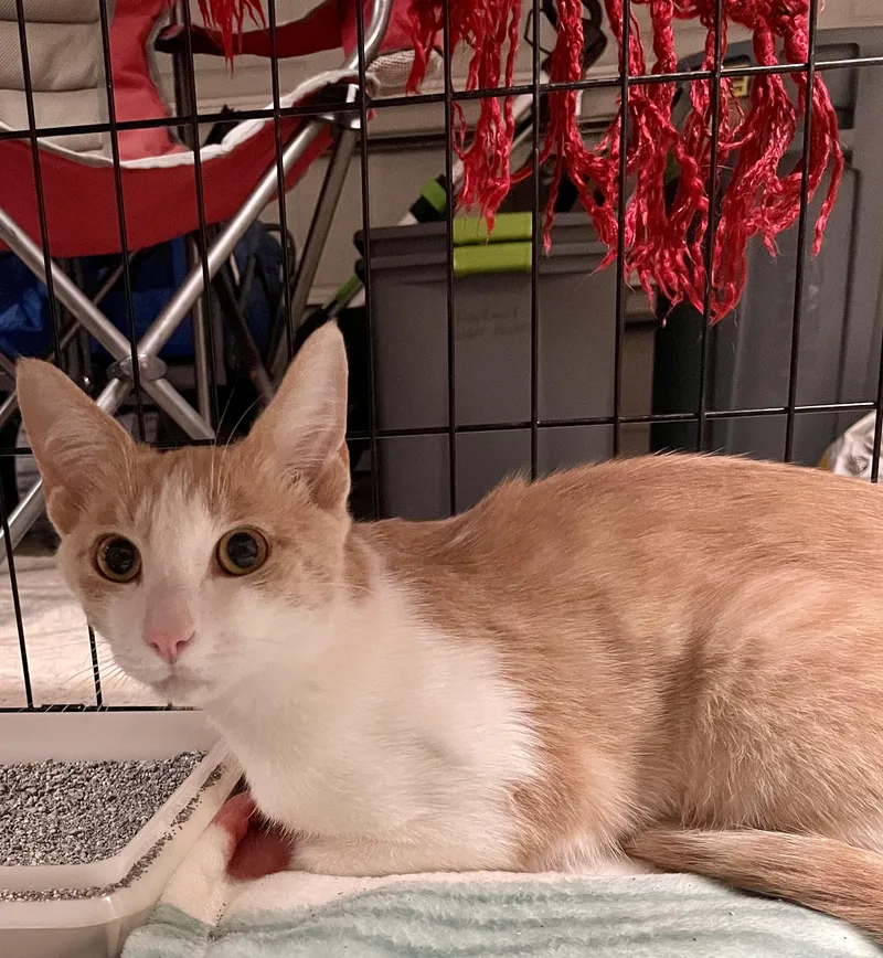A young medium-sized male Orange & White American Shorthair cat named Jojo for adoption in Elgin, SC