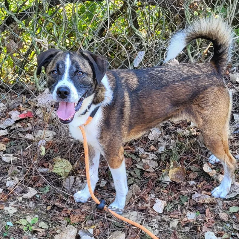 Sam Handwich thumbnail 2