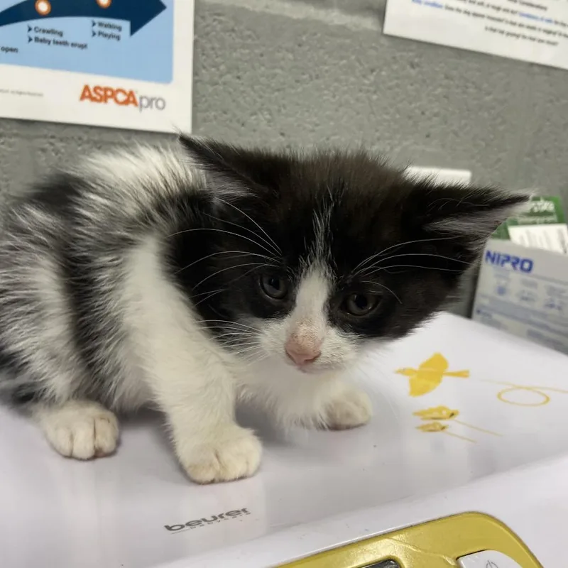 A baby small-sized male White Domestic Short Hair cat named Milkweed for adoption in Allentown, PA