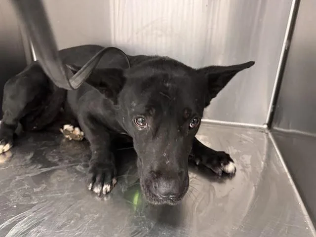 A young medium-sized male Cardigan Welsh Corgi dog named Sibori for adoption in Tucson, AZ