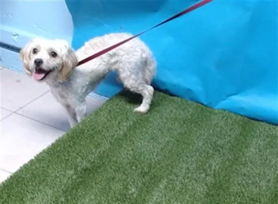 An adult small-sized female Maltese dog named Bonnie for adoption in Gardena, CA