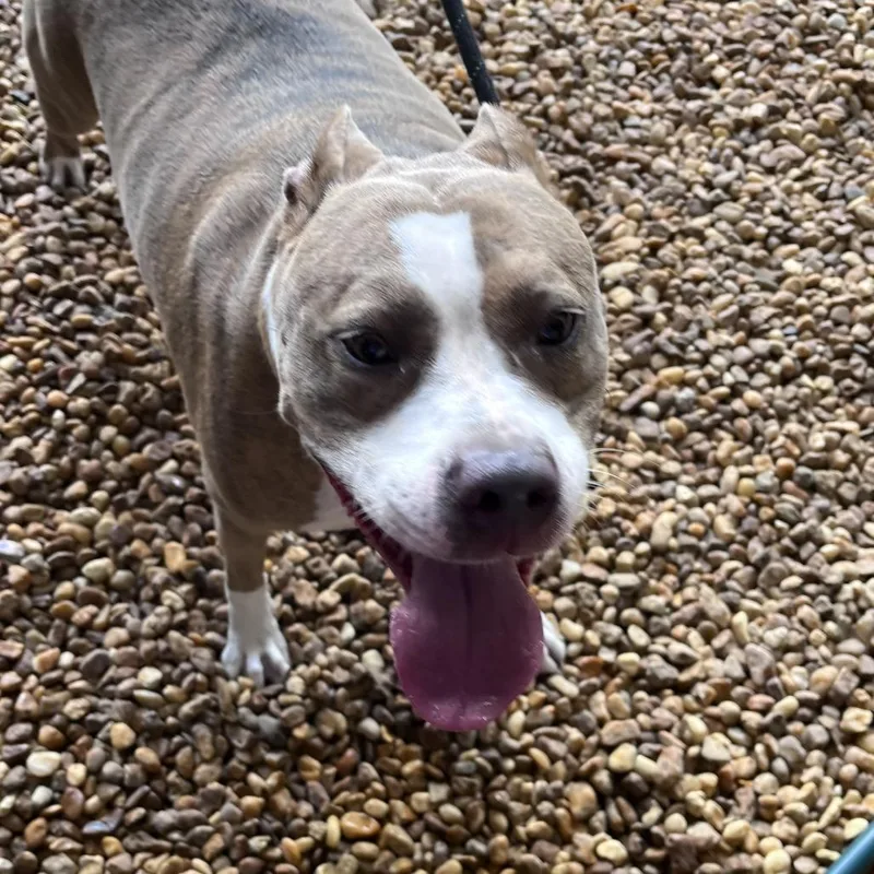 An adult large-sized female Pit Bull Terrier dog named Lola for adoption in Sarasota, FL