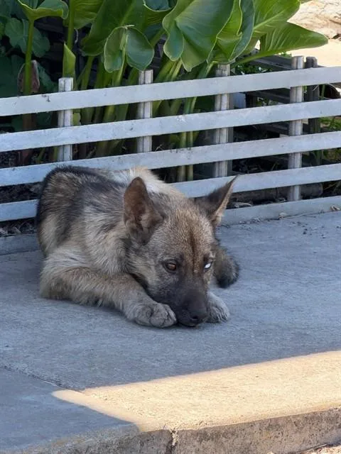 Baby Duke