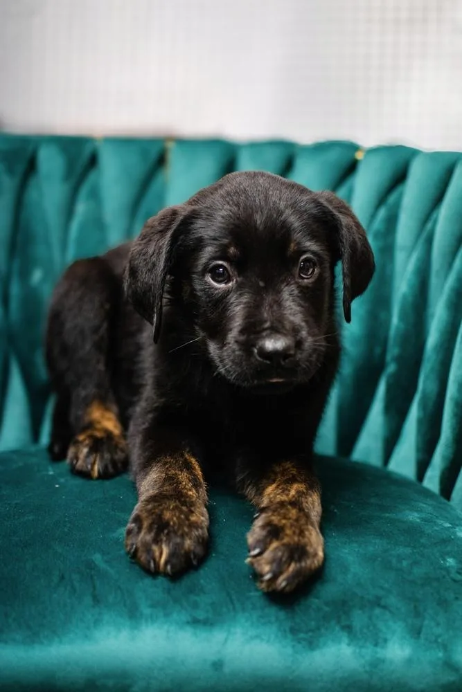 A baby large-sized male Rottweiler dog named Salem for adoption in Frankfort, NY