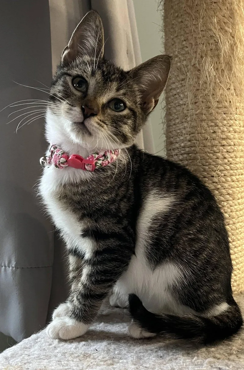 A baby small-sized female Tabby (Brown / Chocolate) American Shorthair cat named Sphinx for adoption in Rochester, NY