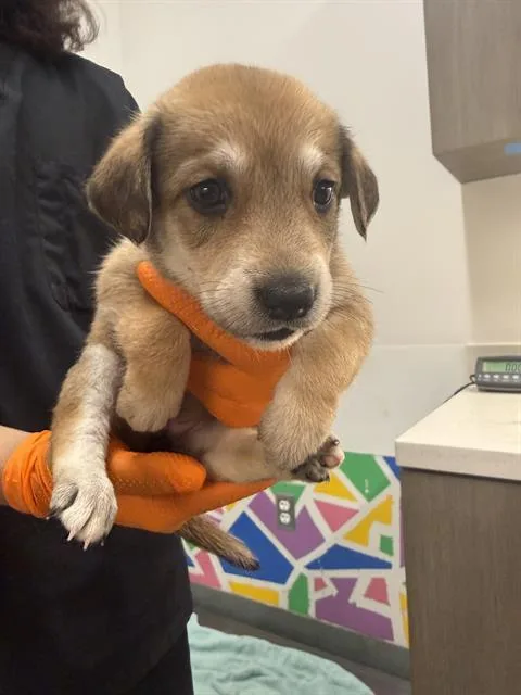 A baby small-sized female German Shepherd Dog dog named Captain Marvel for adoption in Baytown, TX