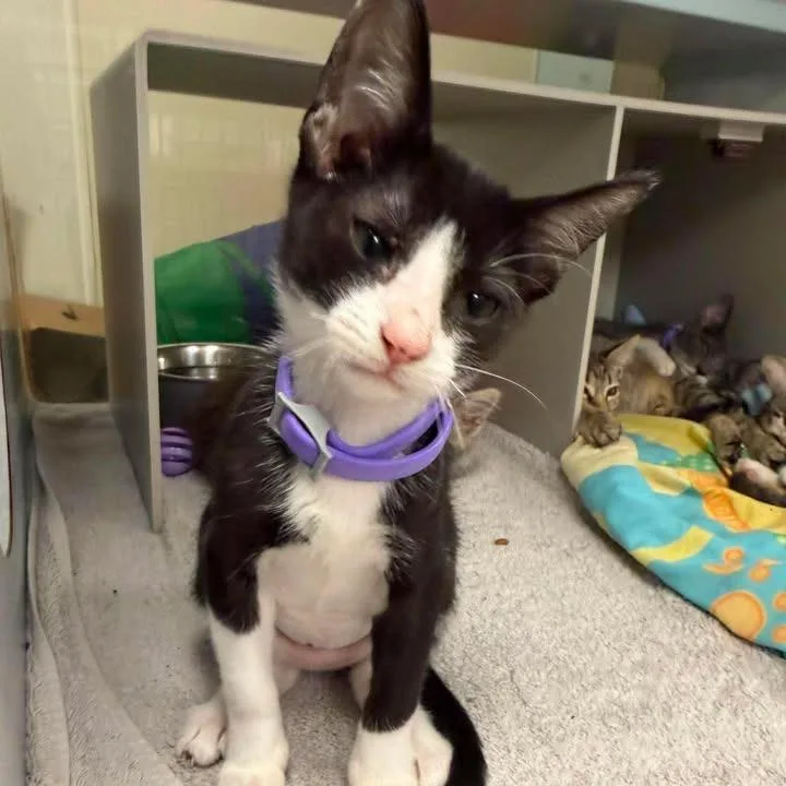 A baby small-sized female Black Domestic Short Hair cat named KKatiana for adoption in Buchanan Dam, TX