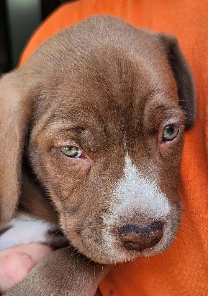 A baby small-sized male Basset Hound dog named Tony for adoption in Saint Augustine, FL