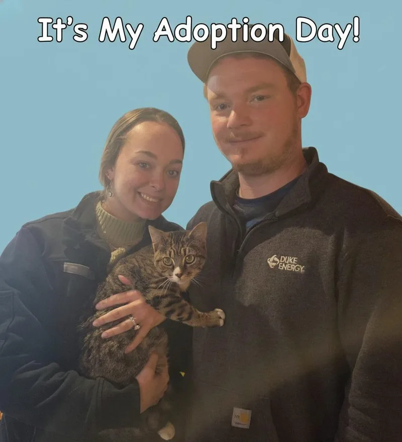 A baby small-sized male Domestic Short Hair cat named Whiskey for adoption in Rutherfordton, NC
