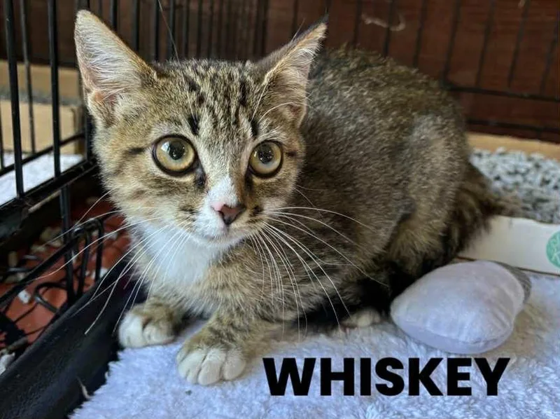 Whiskey thumbnail 2