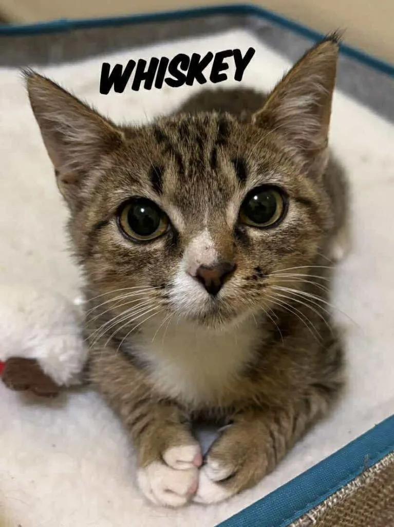 Whiskey thumbnail 3