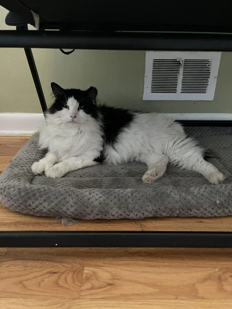 Crossandra + Lobelia thumbnail 2