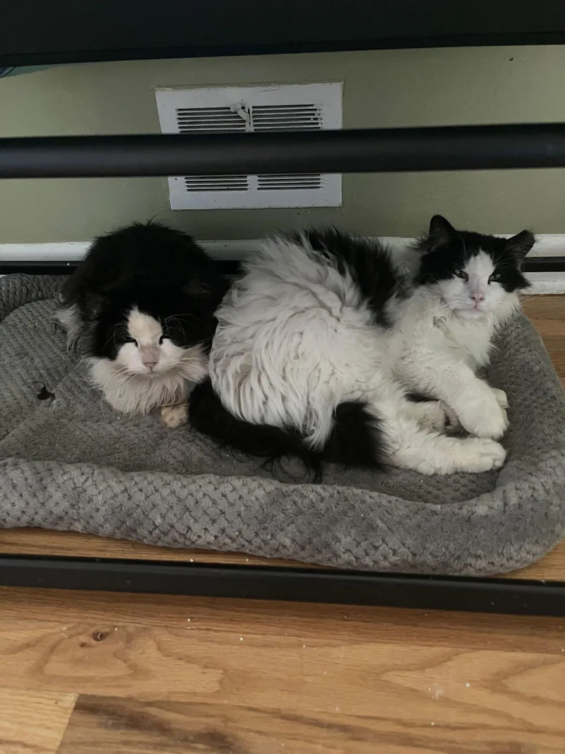 Crossandra + Lobelia thumbnail 3