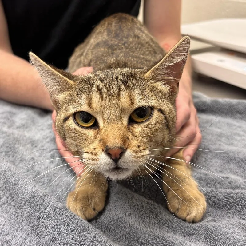 A young medium-sized female Brown / Chocolate Domestic Short Hair cat named Mimi for adoption in Murray, UT