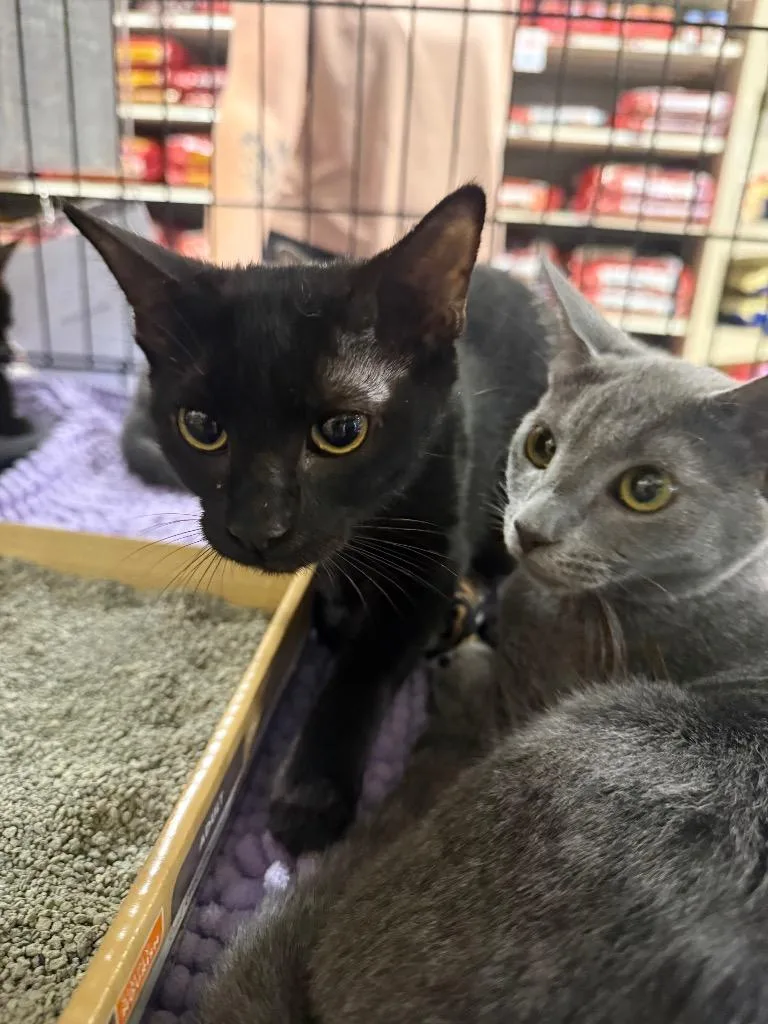 A baby large-sized female Domestic Short Hair cat named Juju for adoption in warrenville, SC