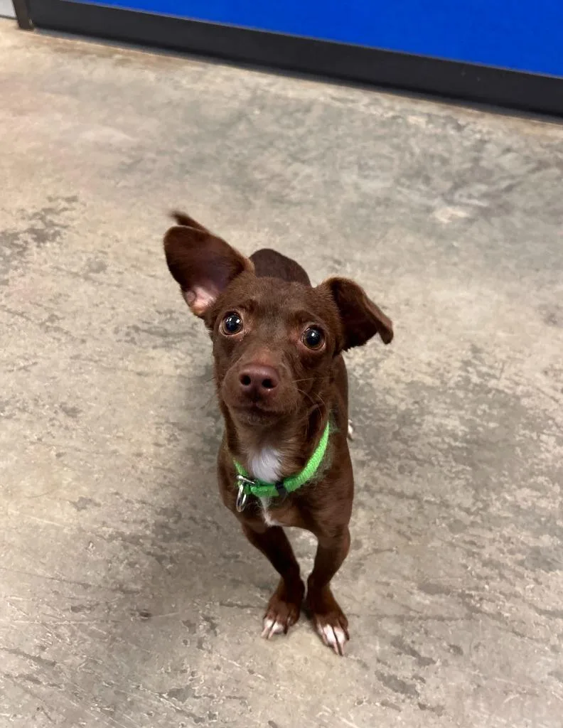 A baby medium-sized male Chihuahua dog named Chip for adoption in Minot, ND