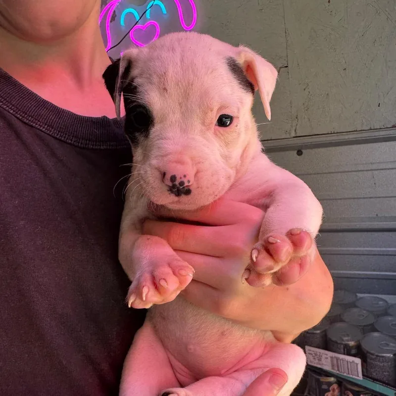 A baby medium-sized female White / Cream Mixed Breed dog named Nanny for adoption in Duck River, TN