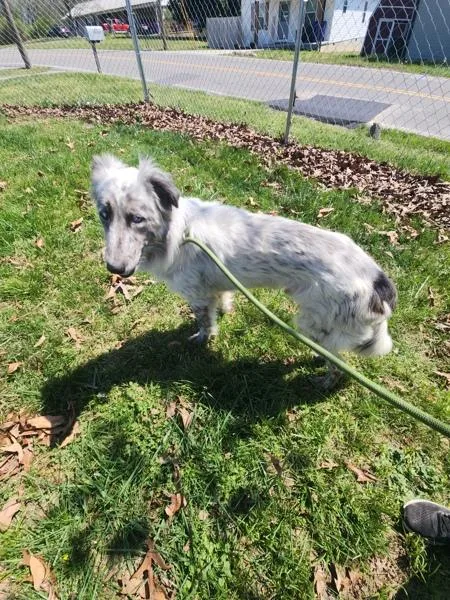 An adult medium-sized male Australian Shepherd dog named Jay for adoption in Cleveland, TN