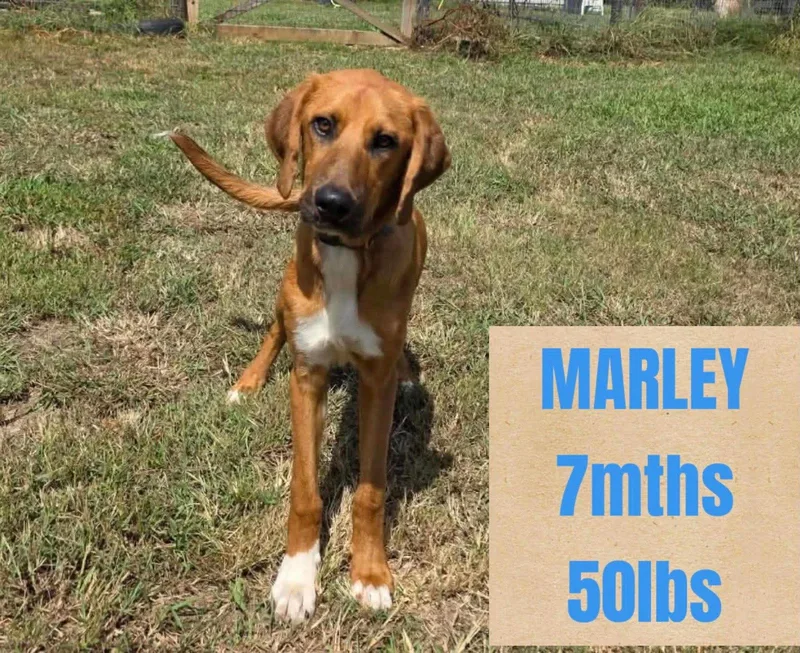 A baby large-sized male Mixed Breed dog named Marley for adoption in Holbrook, NY