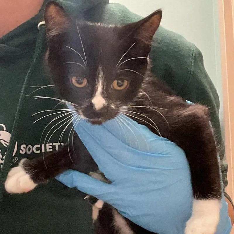 A baby small-sized female Black Domestic Short Hair cat named Willow for adoption in Tacoma, WA