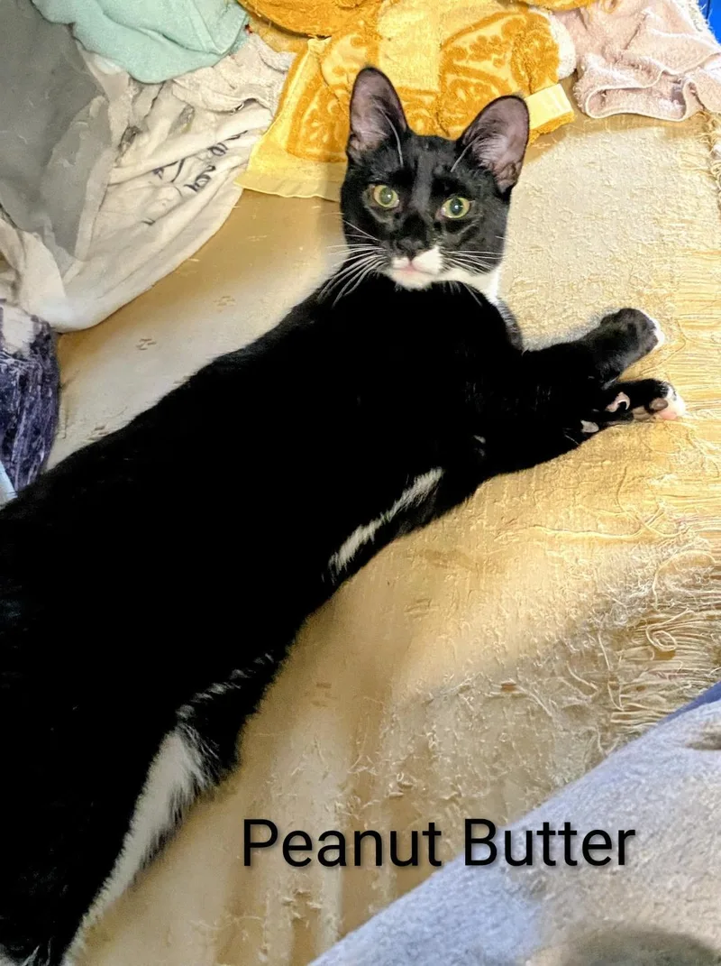 Peanut Butter thumbnail 2