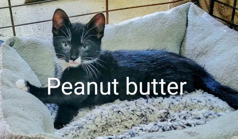 Peanut Butter
