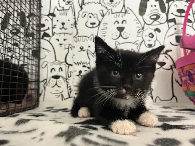 A baby small-sized female Domestic Short Hair cat named Sherly for adoption in San Pedro, CA