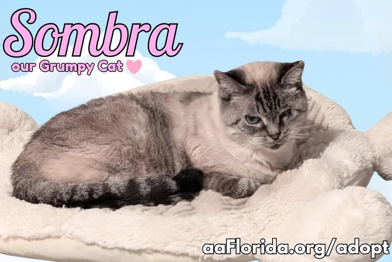 A young medium-sized female Siamese cat named Sombra for adoption in Pensacola, FL