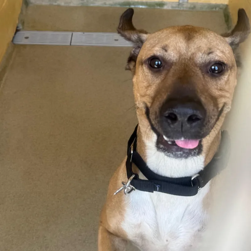 An adult medium-sized male Yellow / Tan / Blond / Fawn Boxer dog named Buddy for adoption in West Palm Beach, FL