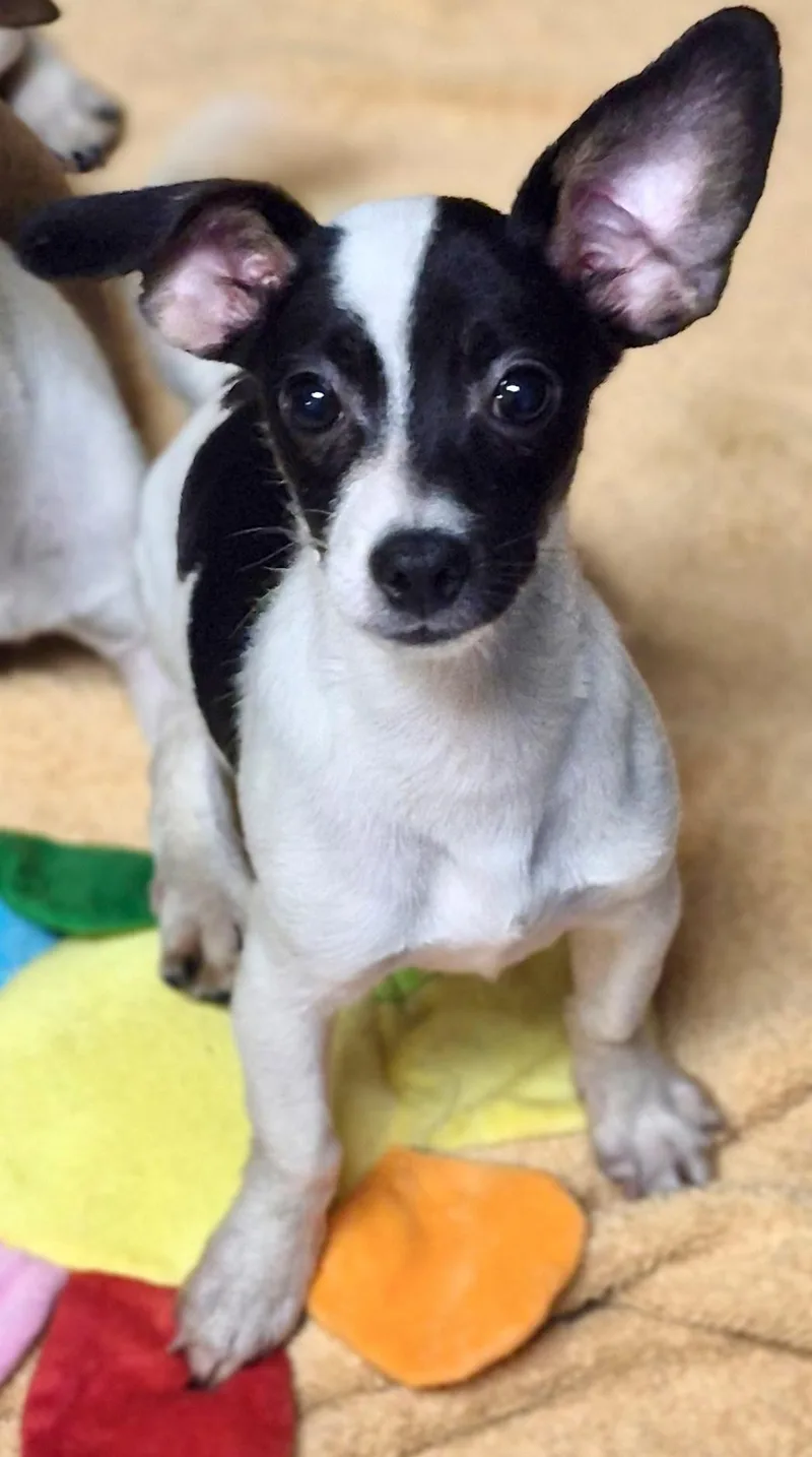 A baby small-sized male Black Rat Terrier dog named Greedo for adoption in Los Angeles, CA