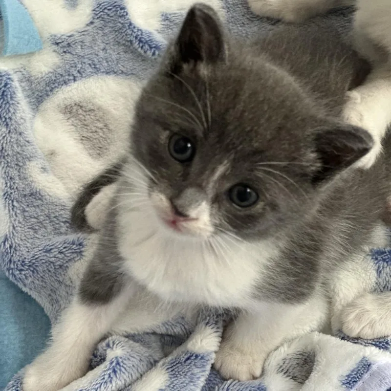 A baby small-sized male Gray / Blue / Silver Domestic Short Hair cat named Firefly for adoption in Long Beach, CA