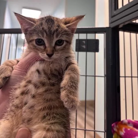A baby small-sized female Domestic Short Hair cat named Maple for adoption in Fort Smith, AR