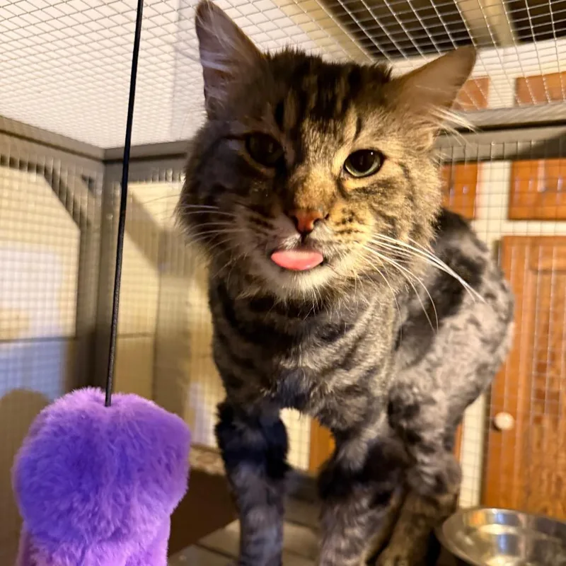 An adult medium-sized male Black Domestic Long Hair cat named Oscar for adoption in Buffalo, MN