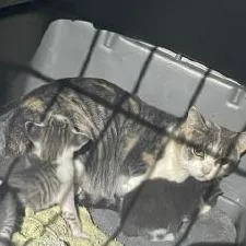 An adult medium-sized female American Shorthair cat named Brittany for adoption in Webster, TX