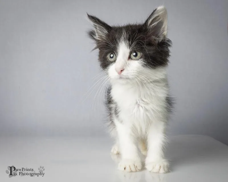 A young medium-sized male Black & White / Tuxedo Domestic Short Hair cat named Nibbles for adoption in Maryville, TN